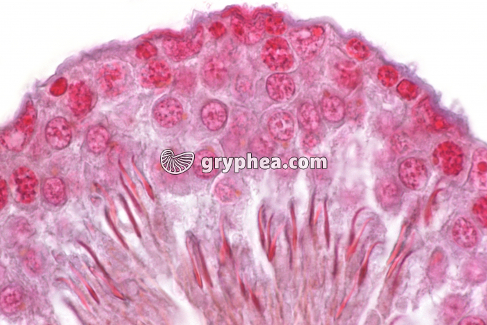 Tube séminifère de Rat (détail) x200 - gryphea.com